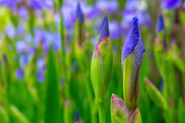 Foto Von Schönen Violetten Blüten Auf Grünen Blättern Hintergrund — Stockfoto