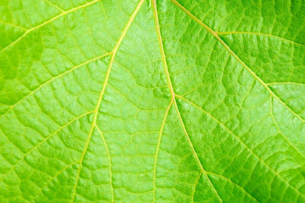 Fotografie Zblízka Krásné Zelené Vinné Listy Textury — Stock fotografie