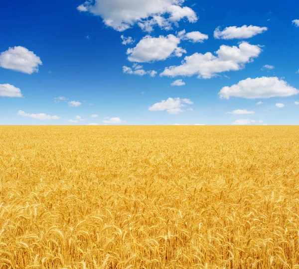 Foto Vackert Gult Vetefält Med Blå Himmel Och Moln Sommaren — Stockfoto