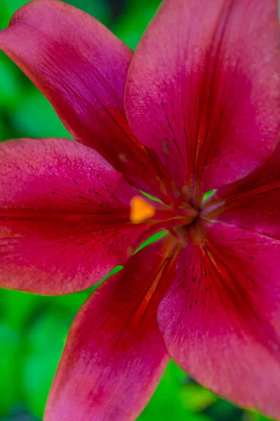 Фото Красивой Красной Лилии Фоне Зеленых Листьев Саду — стоковое фото