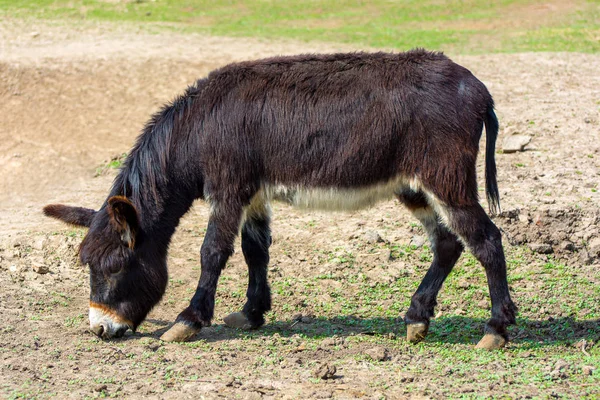 Foto Vackra Svarta Jackass Marken Djurparken — Stockfoto