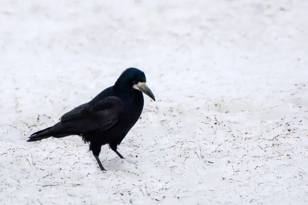 Foto Vacker Svart Kråka Snön Vinter — Stockfoto