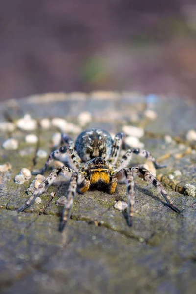 Foto Lycosa Singoriensis Tarántula Negra Pelo Terrible Tocón Del Árbol — Foto de Stock