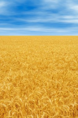 Yazın mavi gökyüzü ve bulutlu güzel sarı buğday tarlası fotoğrafı.