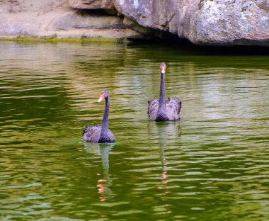 Güzel siyah kuğu gölde bir parkta yaz yüzme fotoğrafını
