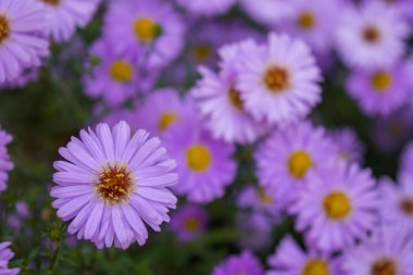 Yeşil yaprakları arka plan üzerinde güzel menekşe chamomiles fotoğrafı