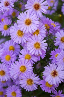 Yeşil yaprakları arka plan üzerinde güzel menekşe chamomiles fotoğrafı