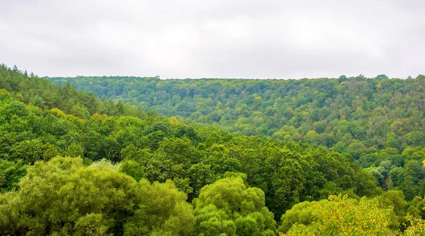 多云的绿色美丽森林全景鸟图 — 图库照片