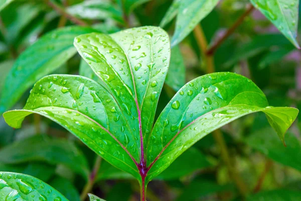 Foto Belas Folhas Flores Verdes Com Gotas Água — Fotografia de Stock