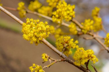 Sarı çiçek açan fotoğraf dal kızılcık bahar bahçe