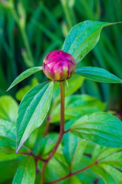 Yeşil yaprakları arka plan üzerinde pembe çiçek fotoğrafı