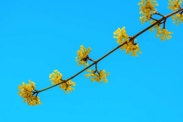 봄에서 정원에서 개화의 사진 노란색 나뭇가지 층 층 나무 — 스톡 사진