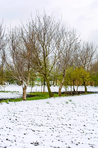 Foto de nieve caída en primavera durante el período de floración — Foto de Stock