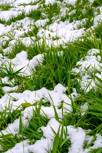 Düşen sonra yeşil çim fotoğrafı bahar kar — Stok fotoğraf