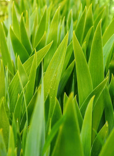 Photo of many green flower leaves, nature background — Stock Photo, Image