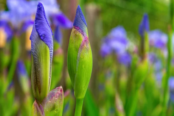 Foto de flores violetas sobre fondo de hojas verdes — Foto de Stock