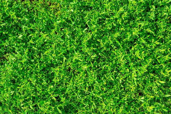 Foto de textura de grama verde no jardim — Fotografia de Stock