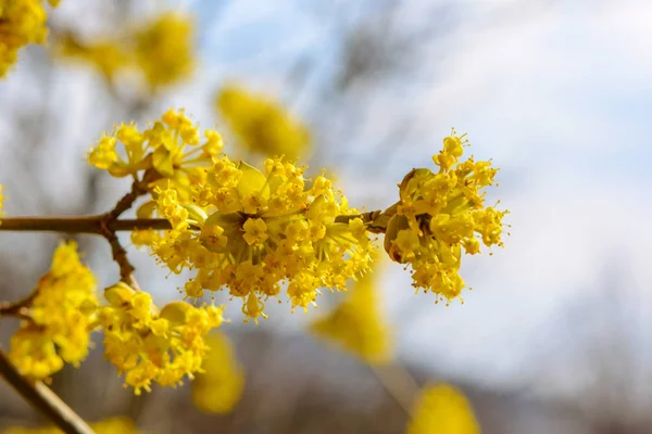 Весной в саду цветущая желтая ветка Лицензионные Стоковые Фото