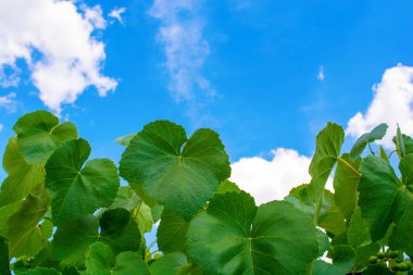 Mavi gökyüzü arka plan üzerinde fotoğraf yeşil Asma yaprakları