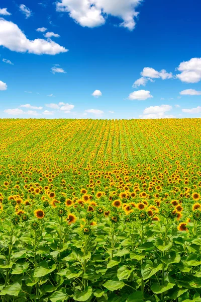 Foto do campo de girassol com céu e nuvens no verão — Fotografia de Stock