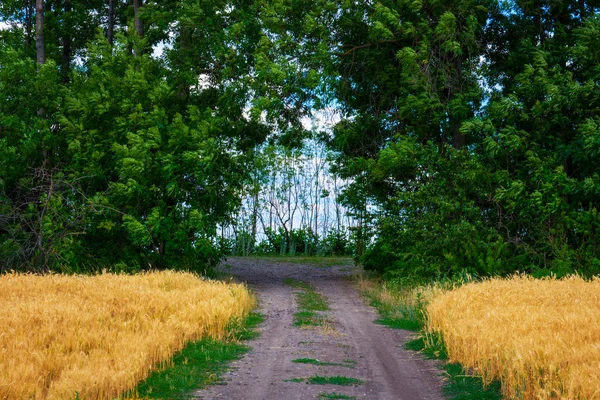 Photo of dirt road on wheat field with trees and sky at summer — Stock Photo, Image