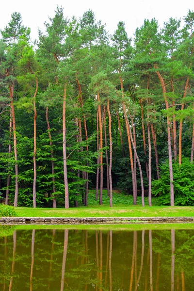 Φωτογραφία: πράσινο δέντρο κοντά στη λίμνη σε ένα πάρκο στο καλοκαίρι — Φωτογραφία Αρχείου