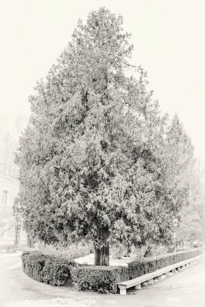 Foto di grande albero bianco sotto la neve in inverno — Foto Stock
