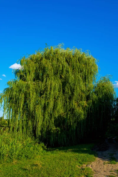 Photo of willow tree near beautiful blue lake with road — Stock Photo, Image