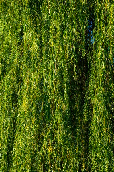 Photo of a beautiful willow texture background — Stock Photo, Image