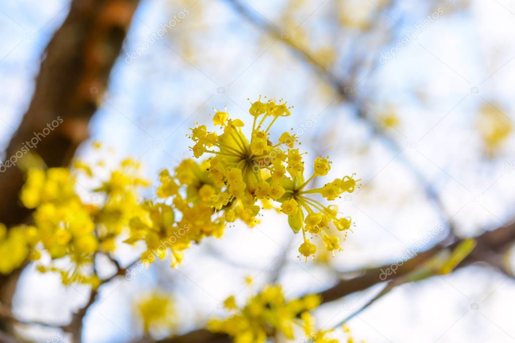 Photo of blooming yellow twig dogwood in garden in spring