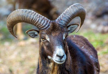 Hayvanat Bahçesi, siyah boynuzlu keçi fotoğrafı yakın çekim