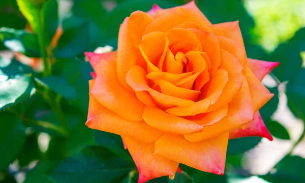 Photo of orange rose on a green foliage background — Stock Photo, Image