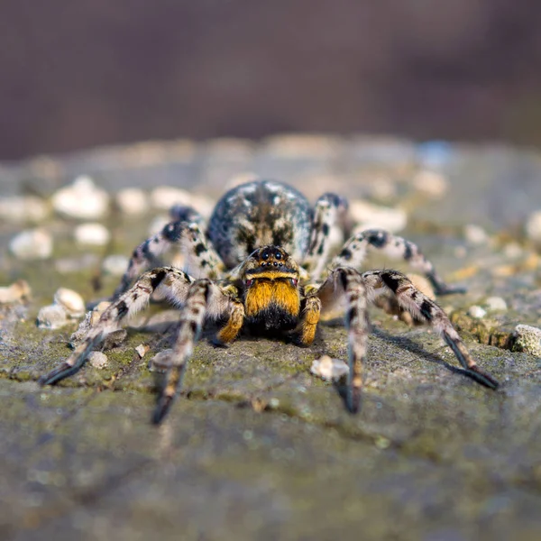 Photo of Lycosa singoriensis, black hair tarantula on the tree stump — Stock Photo, Image