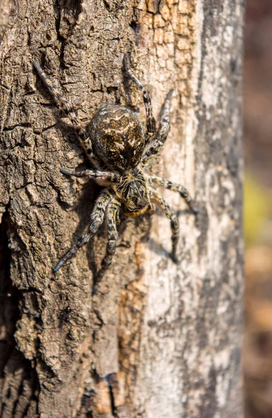 Φωτογραφία: Lycosa singoriensis, μαύρα μαλλιά tarantula στο κούτσουρο — Φωτογραφία Αρχείου