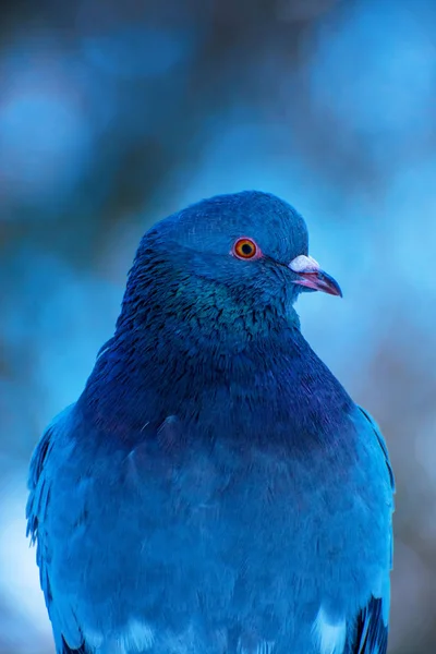 Foto de paloma azul en invierno en el bosque, primer plano —  Fotos de Stock