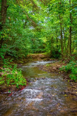 Yeşil ormanın içinden akan nehir dağ fotoğrafı