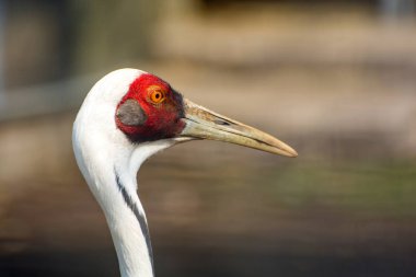 Hayvanat bahçesinde Grus vipio, kırmızı kuş fotoğrafı vardı