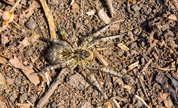 Foto di Lycosa singoriensis, tarantola di capelli neri a terra — Foto Stock