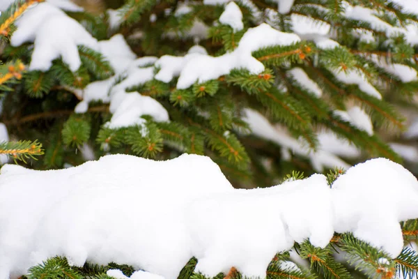 Kışın karlı Noel ağacının fotoğraf — Stok fotoğraf