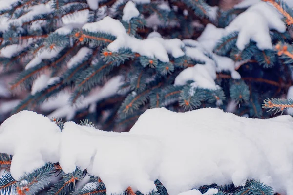 Kışın karlı Noel ağacının fotoğraf — Stok fotoğraf