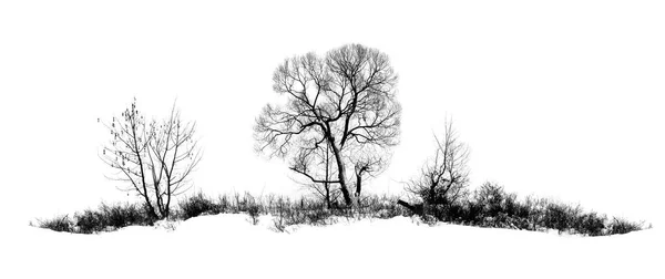 Foto di albero invernale con campo coperto da neve isolata su sfondo bianco — Foto Stock