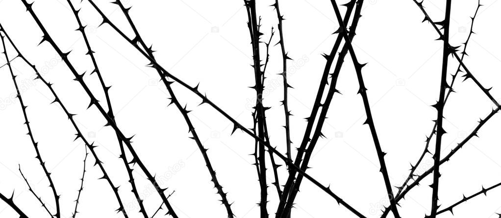 Photo of tree spines on acacia branch isolated on white background