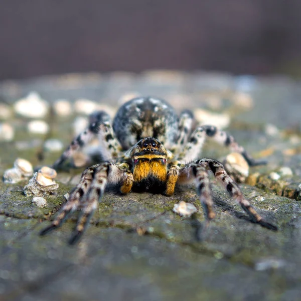 Photo of Lycosa singoriensis, black hair tarantula on the tree stump — Stock Photo, Image