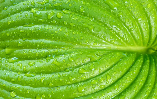 Foto de flor verde textura da folha com gotas de água — Fotografia de Stock