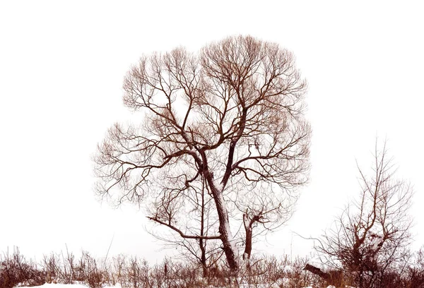 Foto di albero invernale con campo coperto da neve isolata su sfondo bianco — Foto Stock