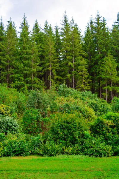 Foto de árvore verde em um parque no verão — Fotografia de Stock