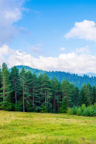 Foto av grön skog och dal i Karpaterna Stockbild