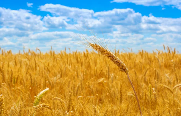 Фото жёлтого пшеничного поля с голубым небом и облаками летом Стоковая Картинка