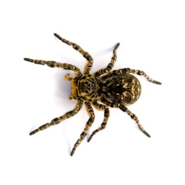 Beyaz arka plan üzerinde izole Lycosa singoriensis, siyah saç tarantula fotoğrafı