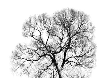 Beyaz arka planda izole kış ağacı fotoğrafı